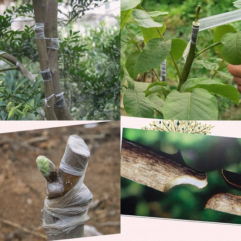 Прививочная лента Grafting Tape 100 м, самораскладная, прозрачная, для прививки деревьев и растений